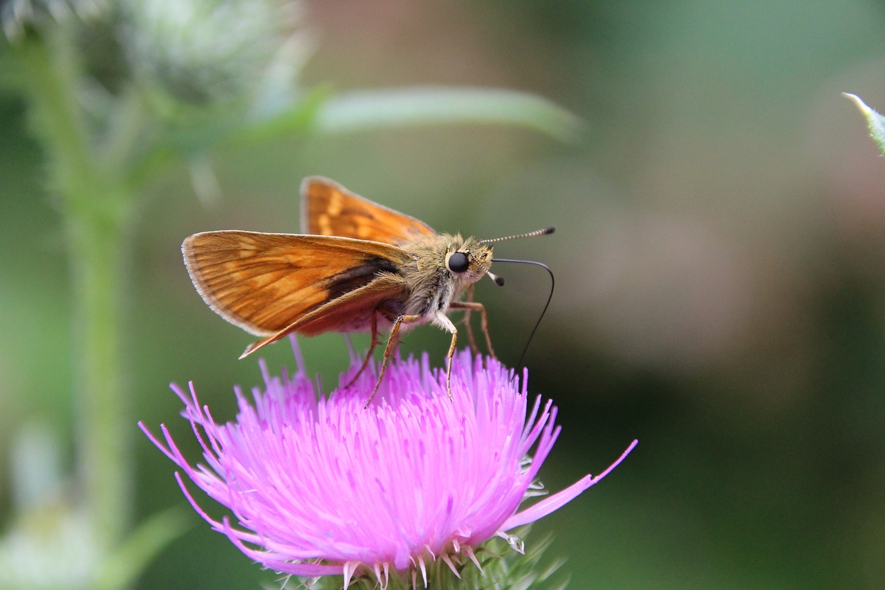 butterfly thistle insect free photo