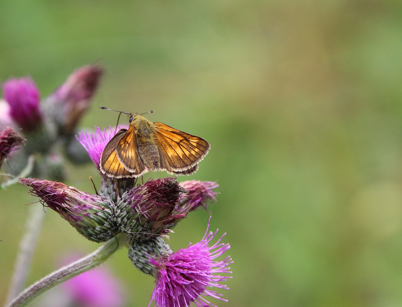 butterfly insect free pictures free photo