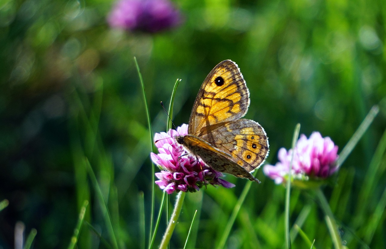 butterfly insect nature free photo