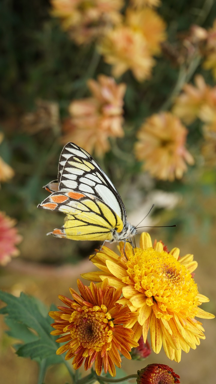 butterfly blooming bloom free photo