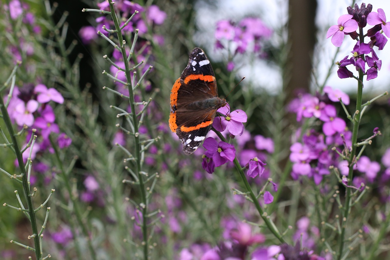 butterfly pink flowers free photo