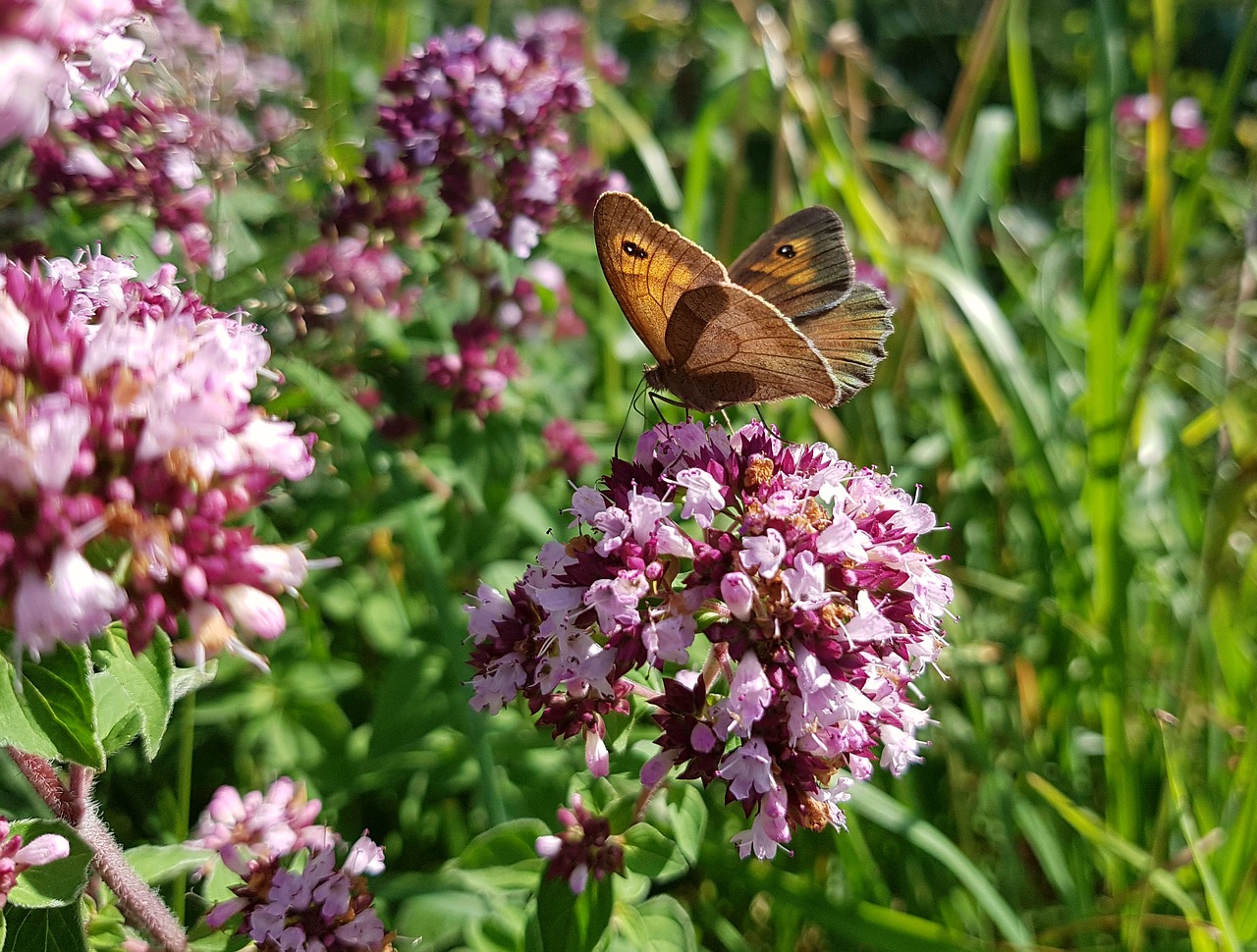 butterfly butterflies meadow brown free photo