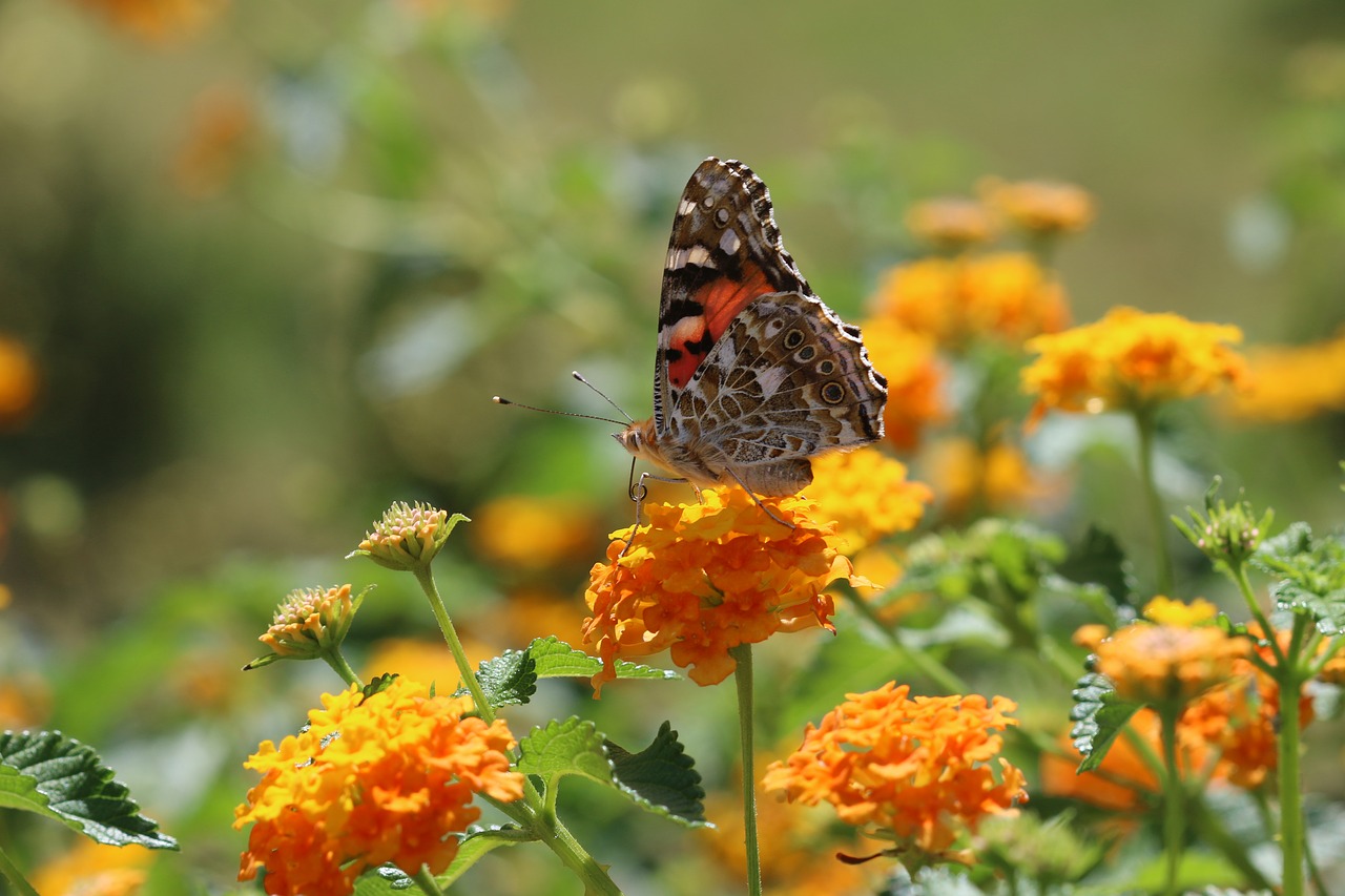 butterfly macro close free photo