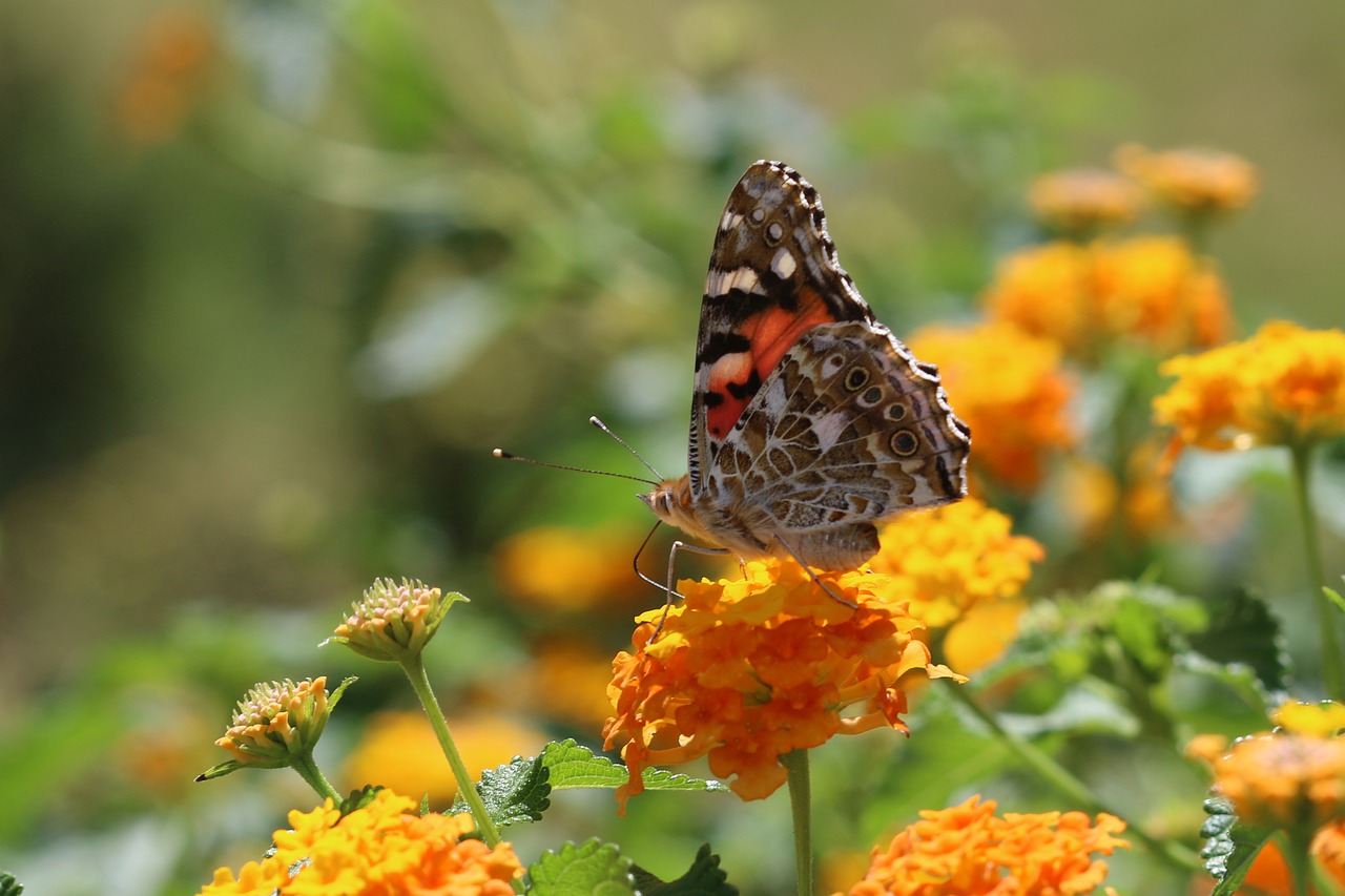 butterfly macro close free photo