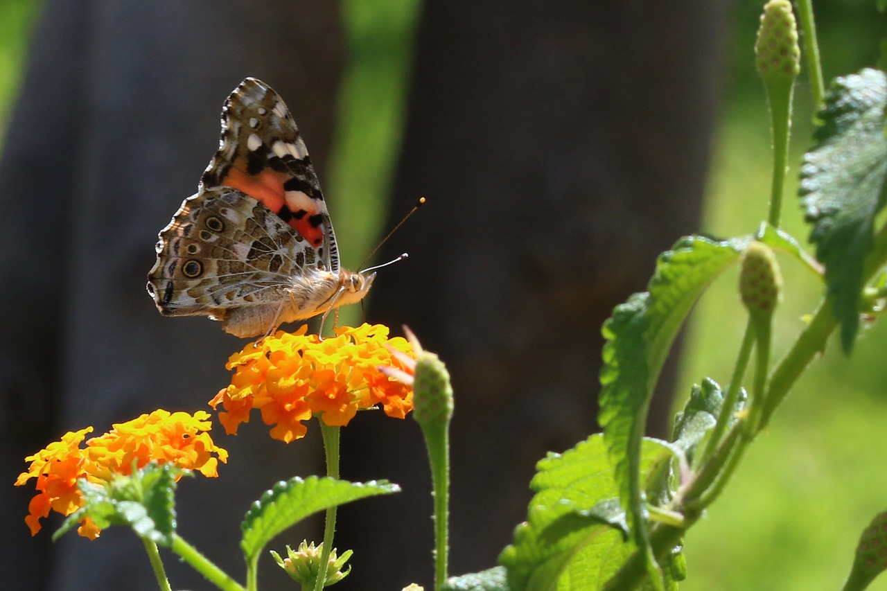 butterfly macro close free photo