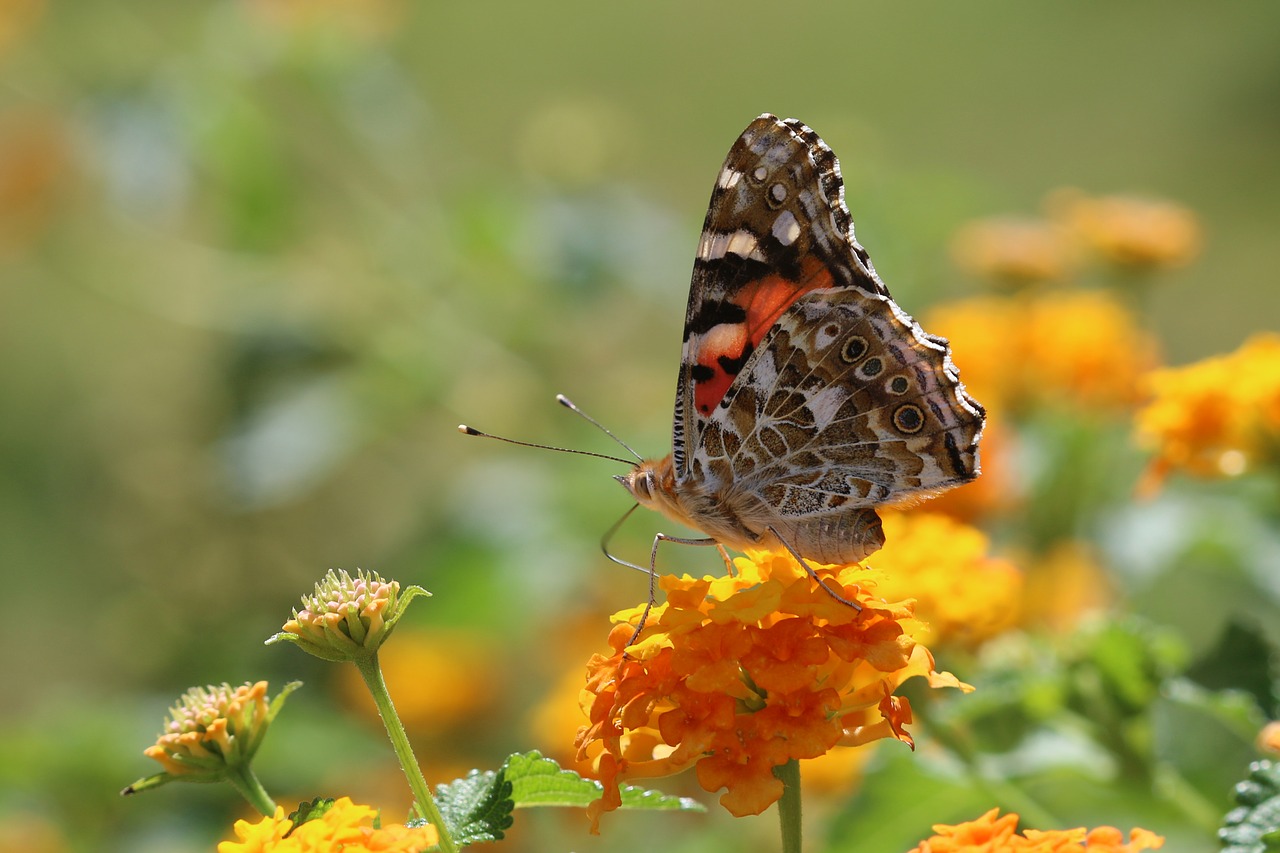 butterfly macro close free photo