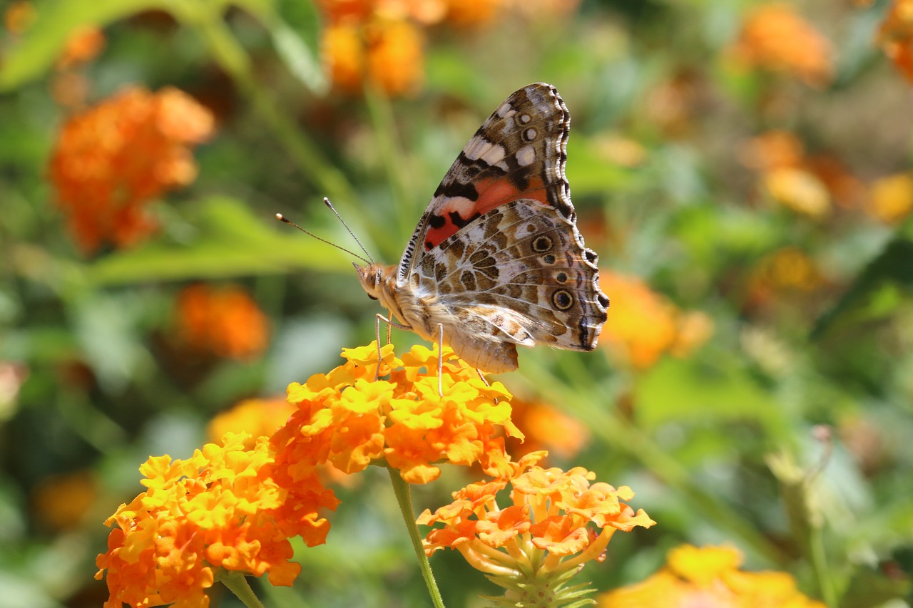 butterfly macro close free photo