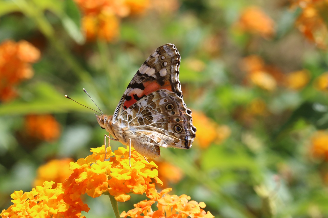 butterfly macro close free photo