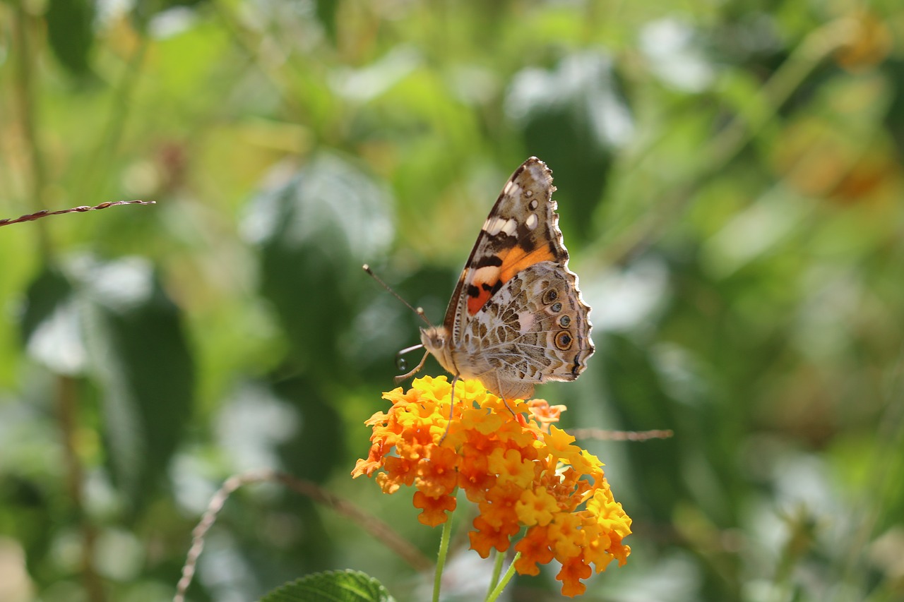 butterfly macro close free photo