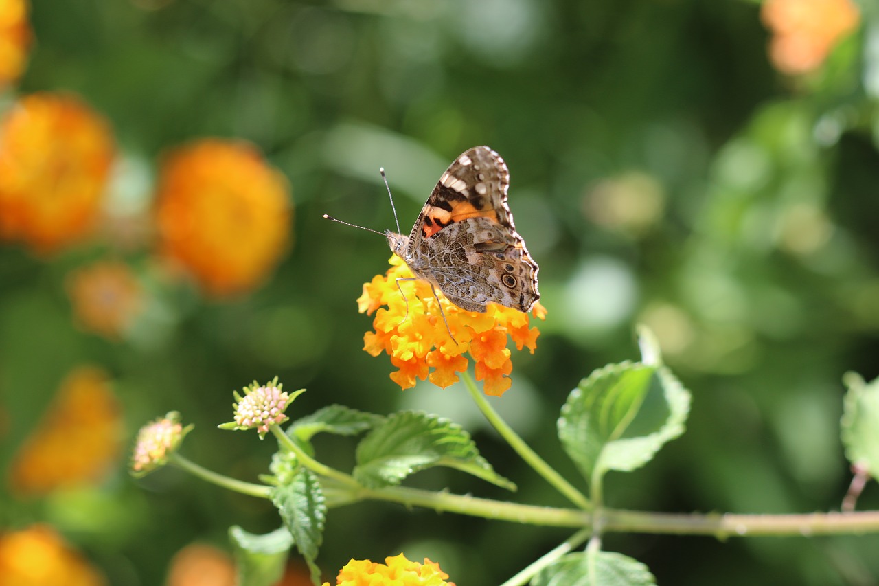 butterfly macro close free photo