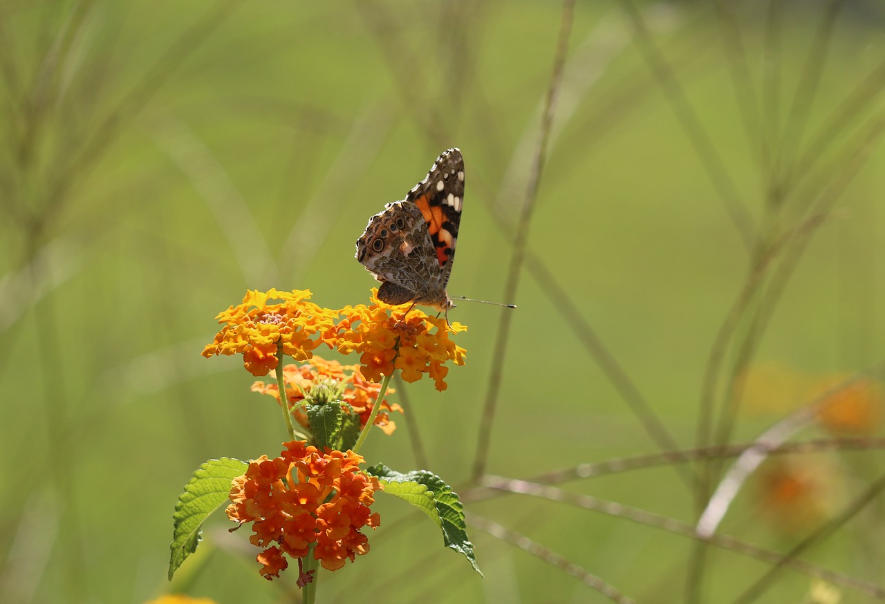 butterfly macro close free photo