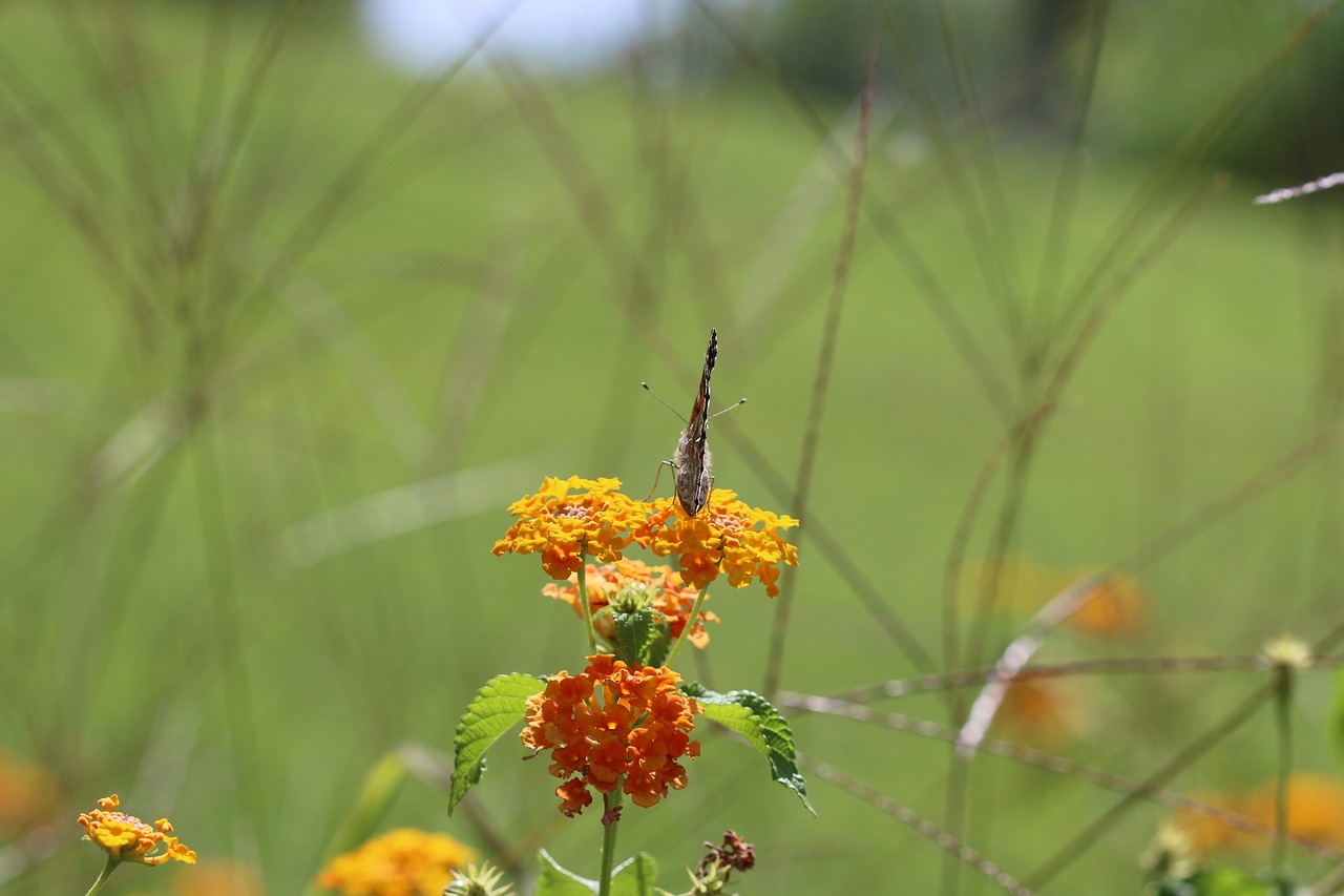 butterfly macro close free photo