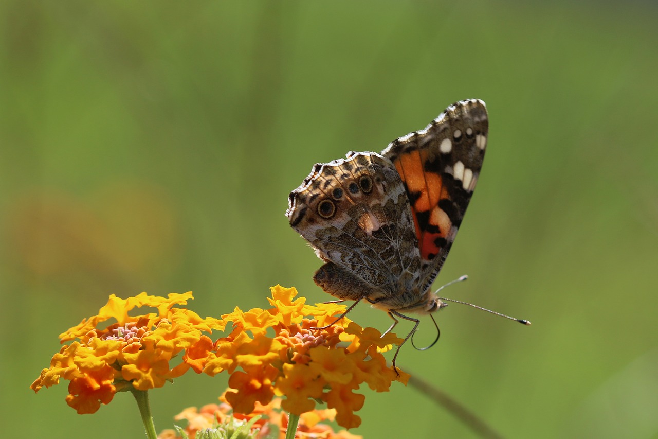 butterfly macro close free photo