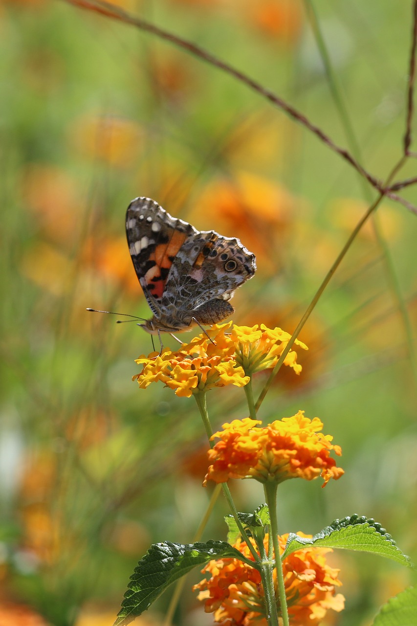 butterfly macro close free photo