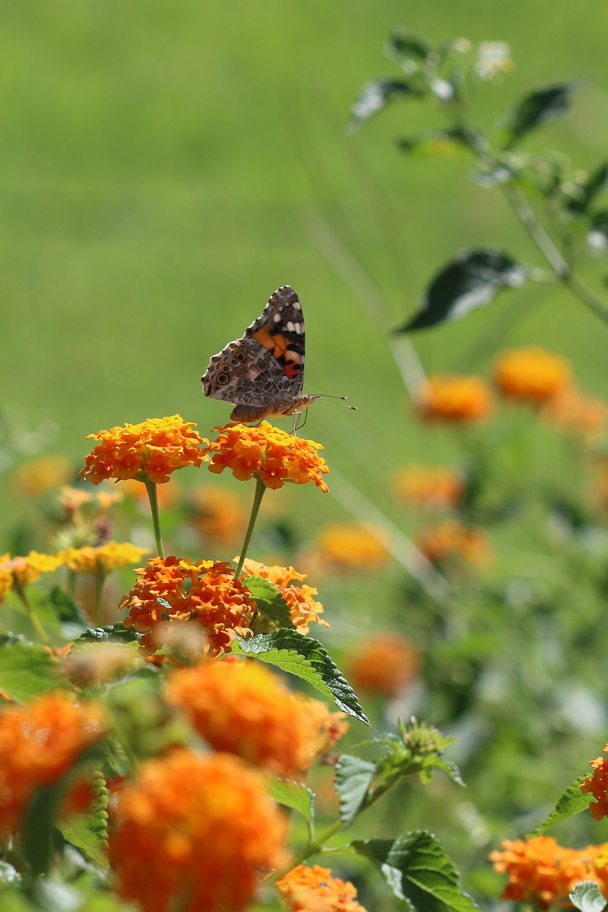 butterfly macro close free photo