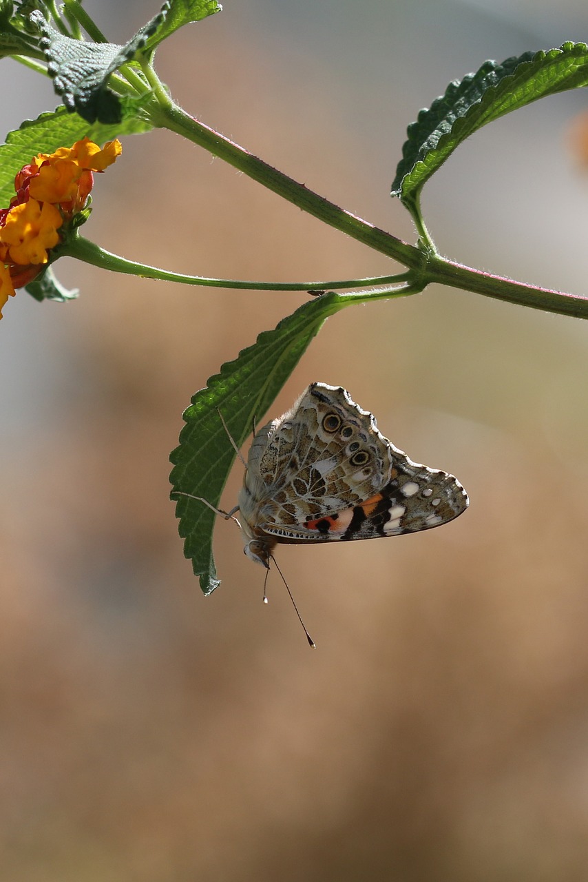 butterfly macro close free photo