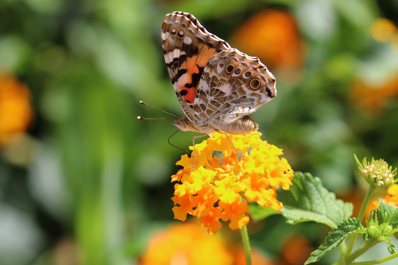 butterfly macro close free photo