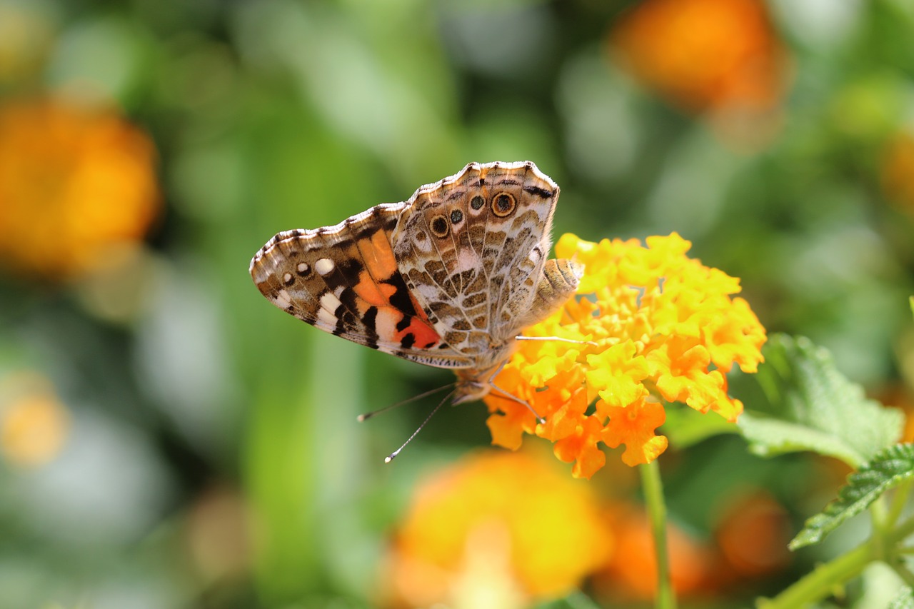 butterfly macro close free photo