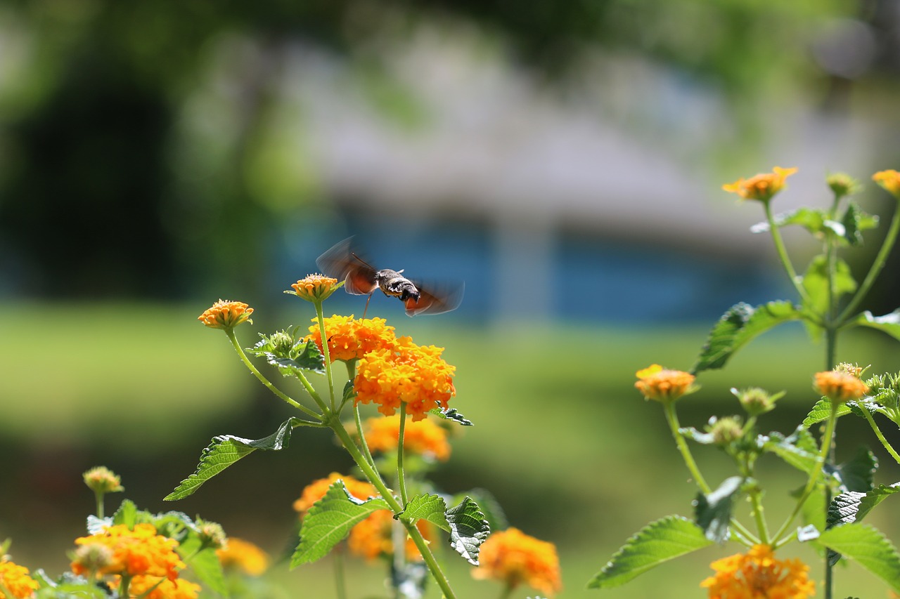 butterfly macro close free photo