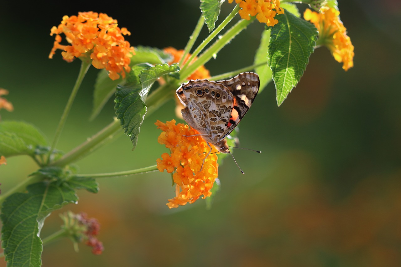 butterfly macro close free photo