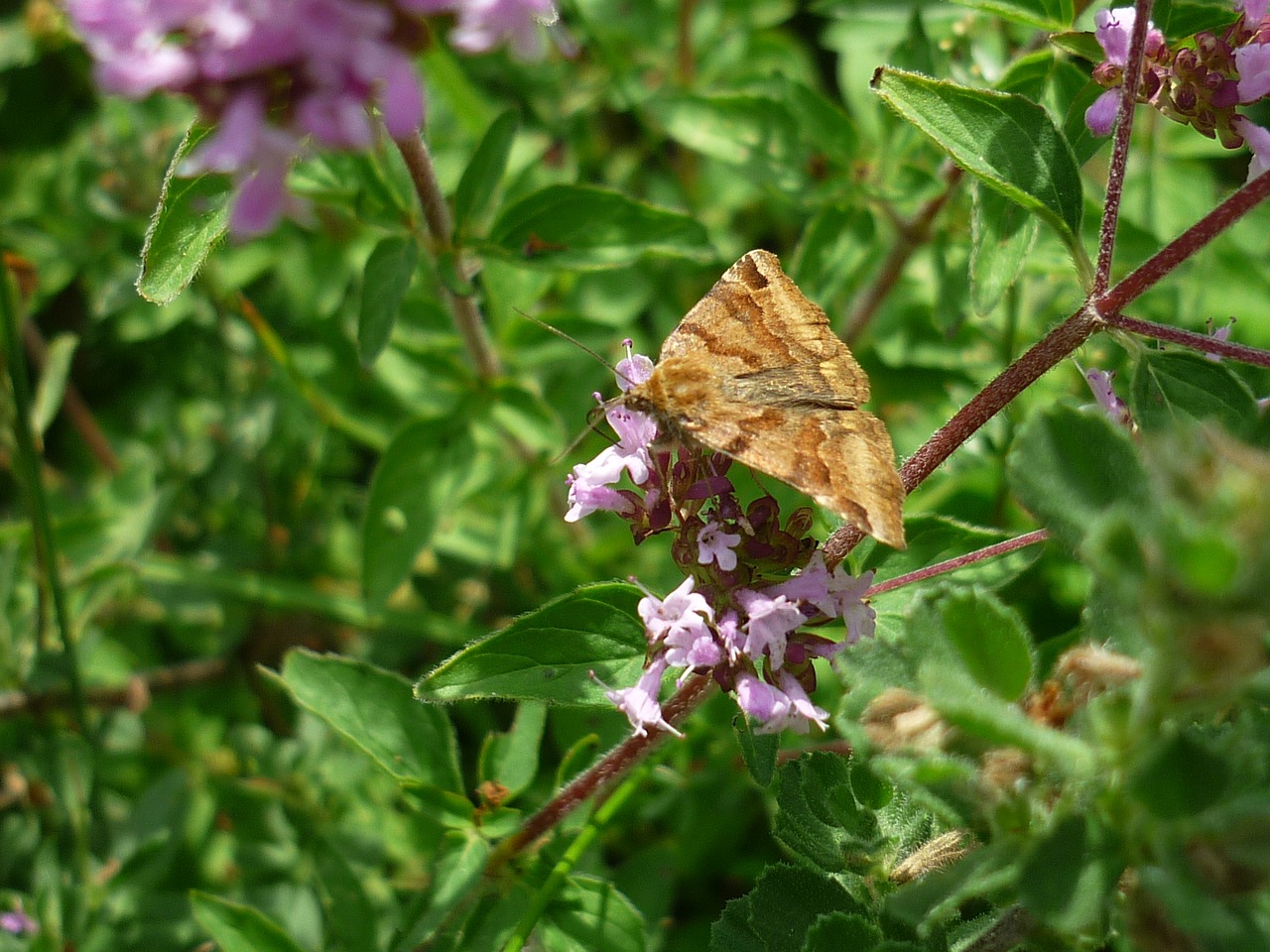 butterfly days butterfly thyme-flower free photo