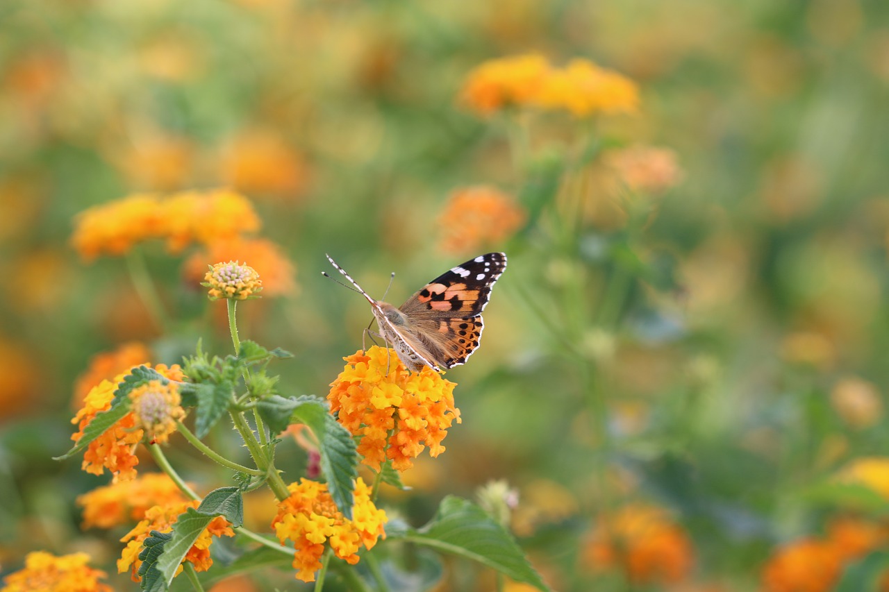 butterfly macro close free photo