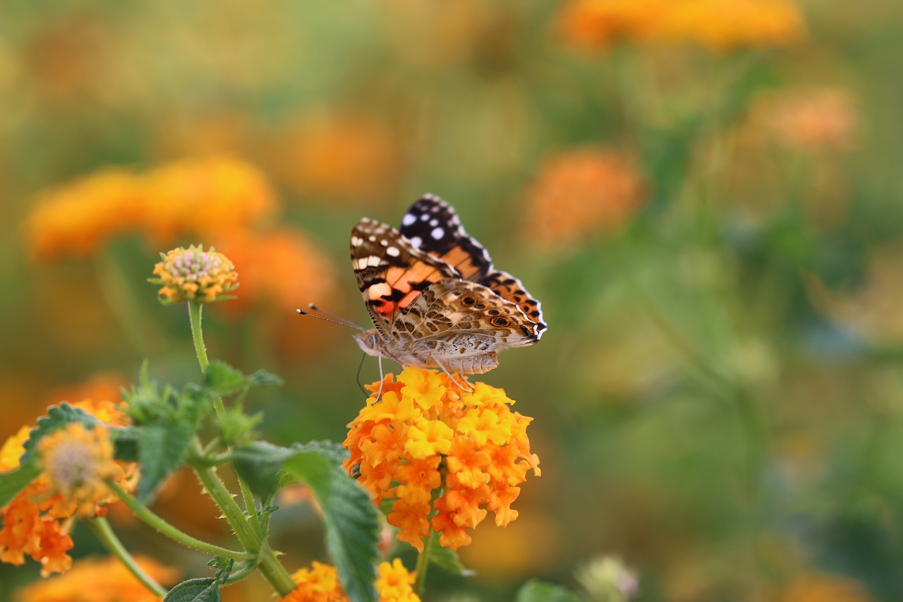 butterfly macro close free photo