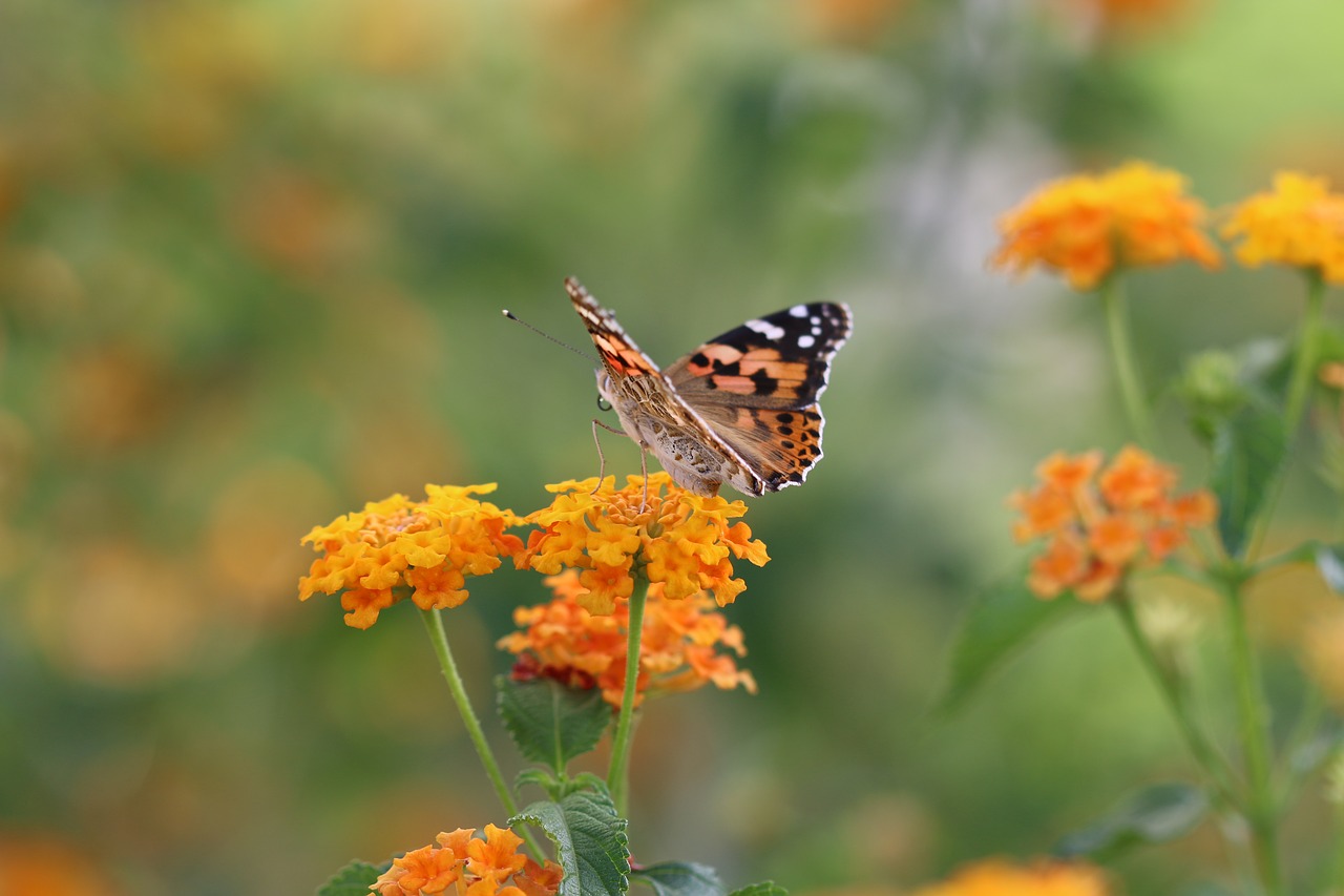 butterfly macro close free photo