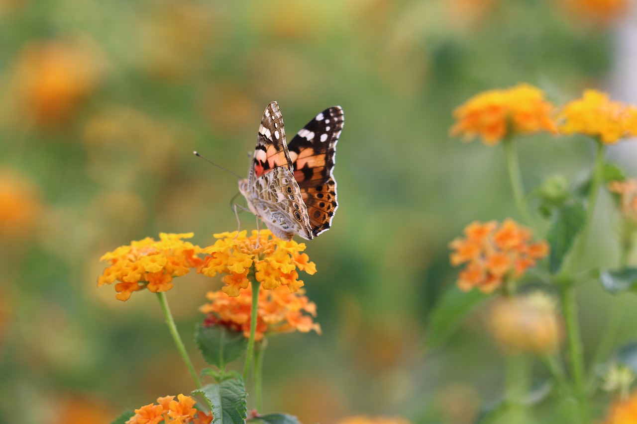 butterfly macro close free photo