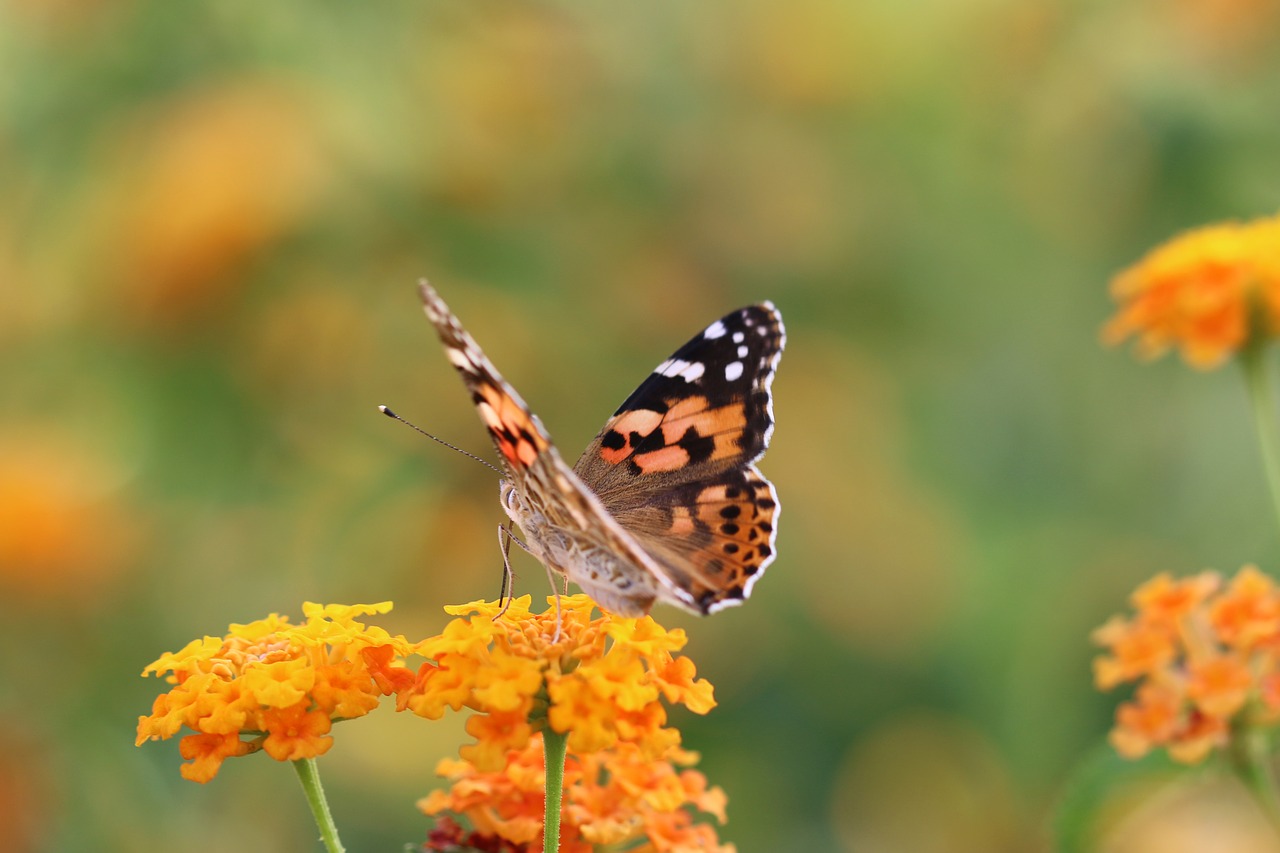 butterfly macro close free photo