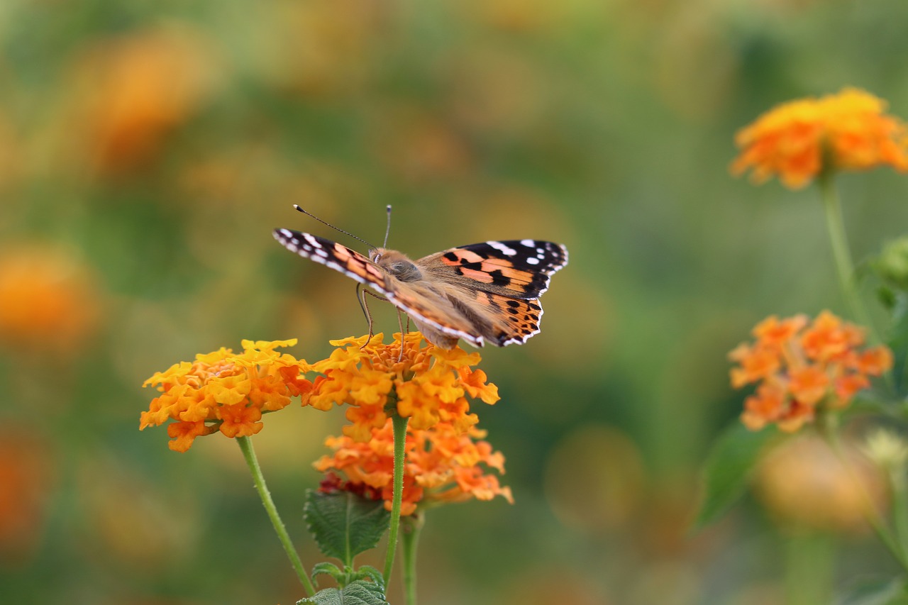 butterfly macro close free photo