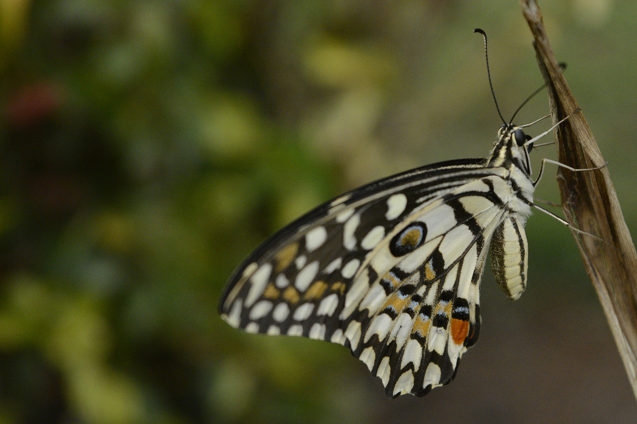 butterfly drying wings free photo