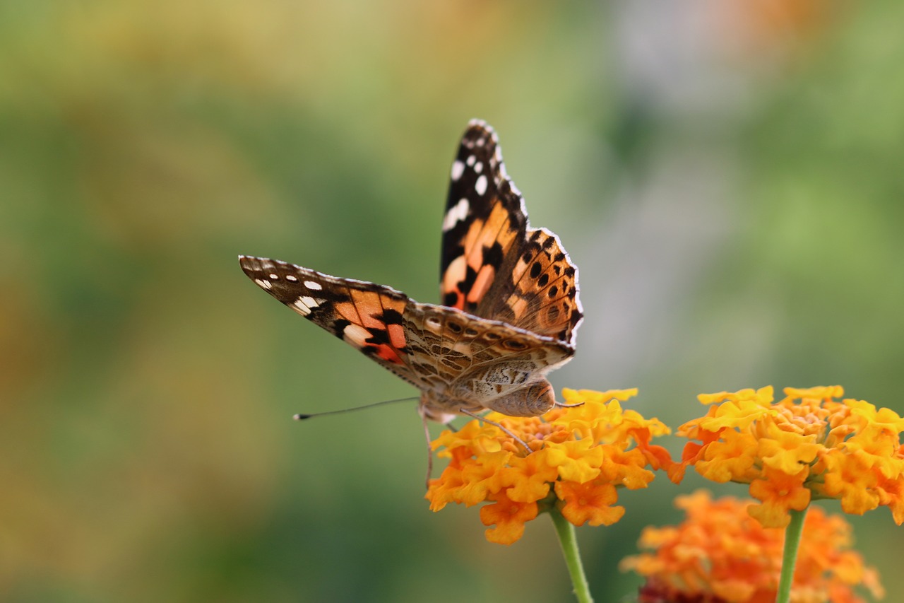 butterfly macro close free photo