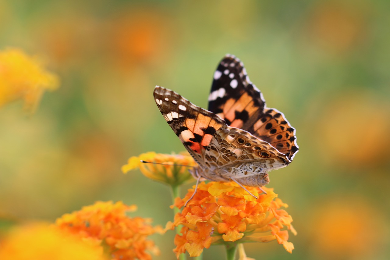 butterfly macro close free photo