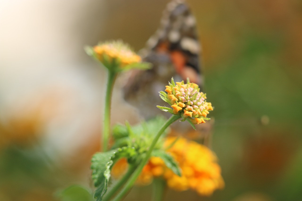 butterfly macro close free photo