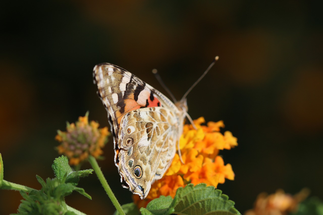 butterfly macro close free photo