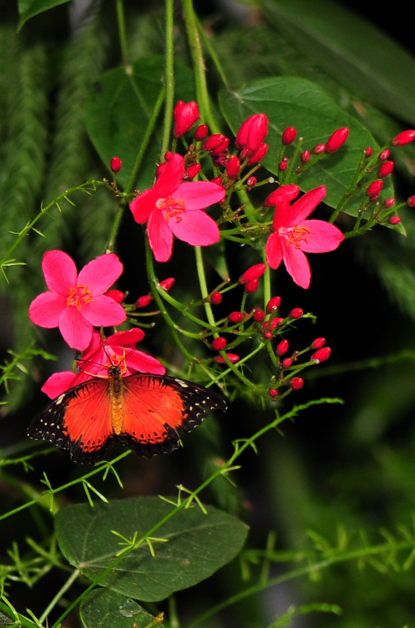 butterfly flower nature free photo