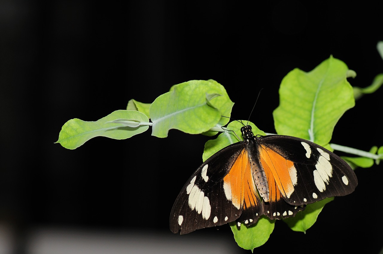 butterfly nature insect free photo