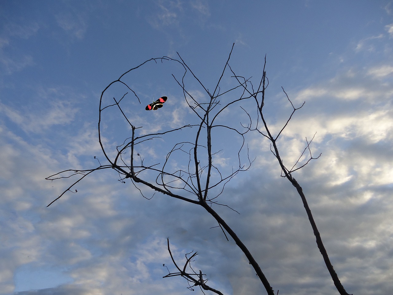 butterfly sky clouds free photo