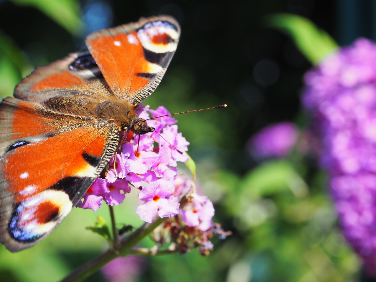 butterfly nature insect free photo