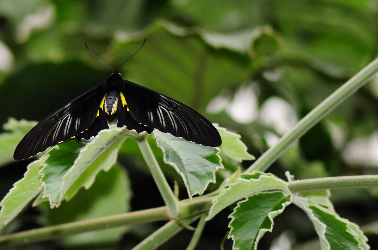 butterfly nature insect free photo