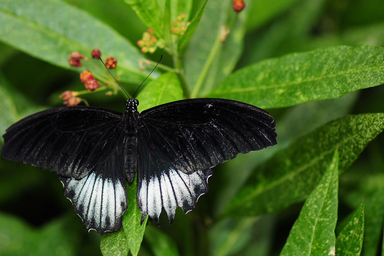 butterfly nature insect free photo