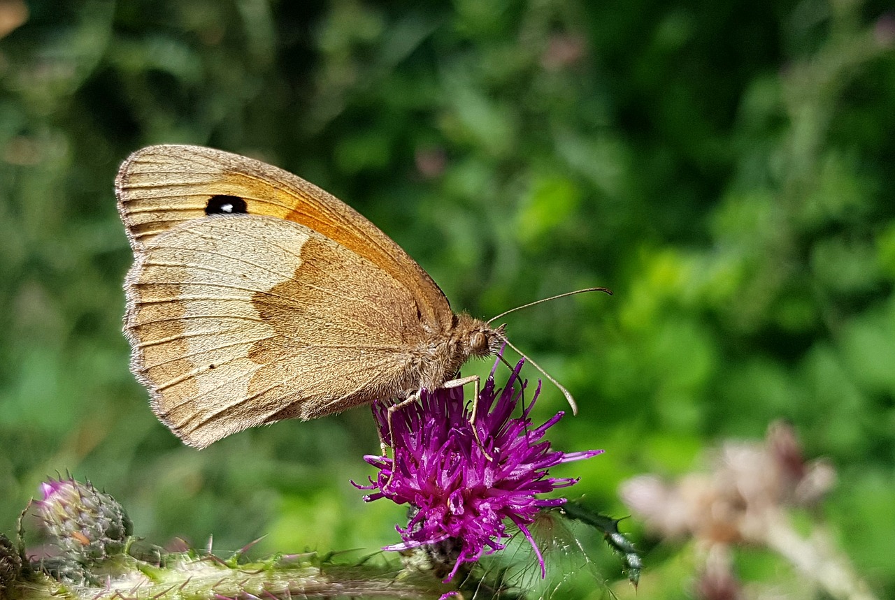 butterfly meadow brown butterflies free photo