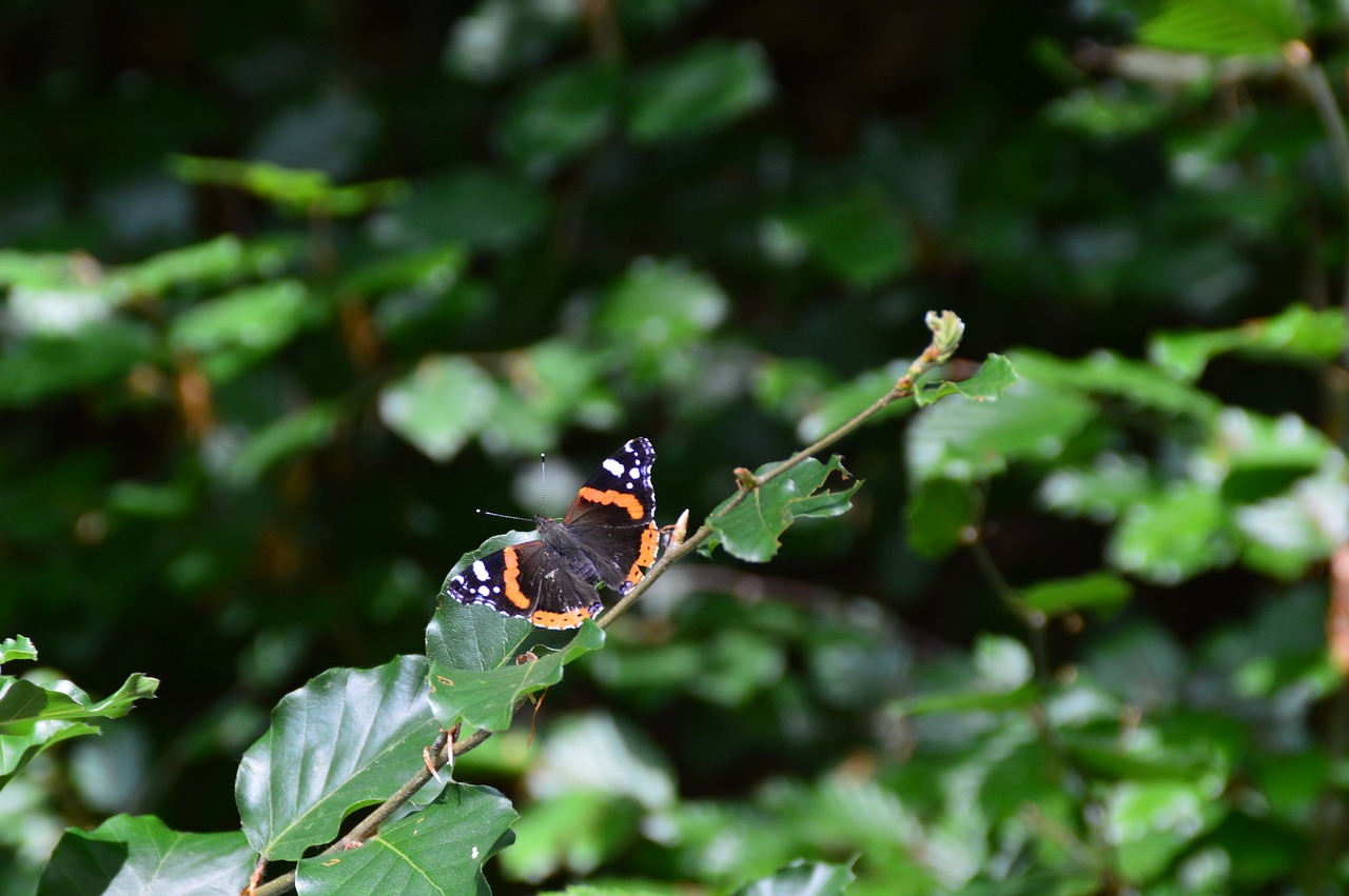 butterfly nature insect free photo