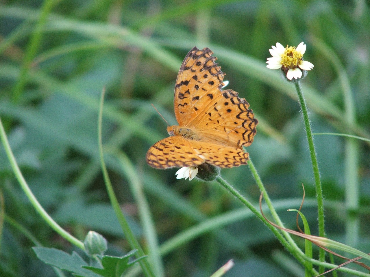 butterfly thailand nature free photo