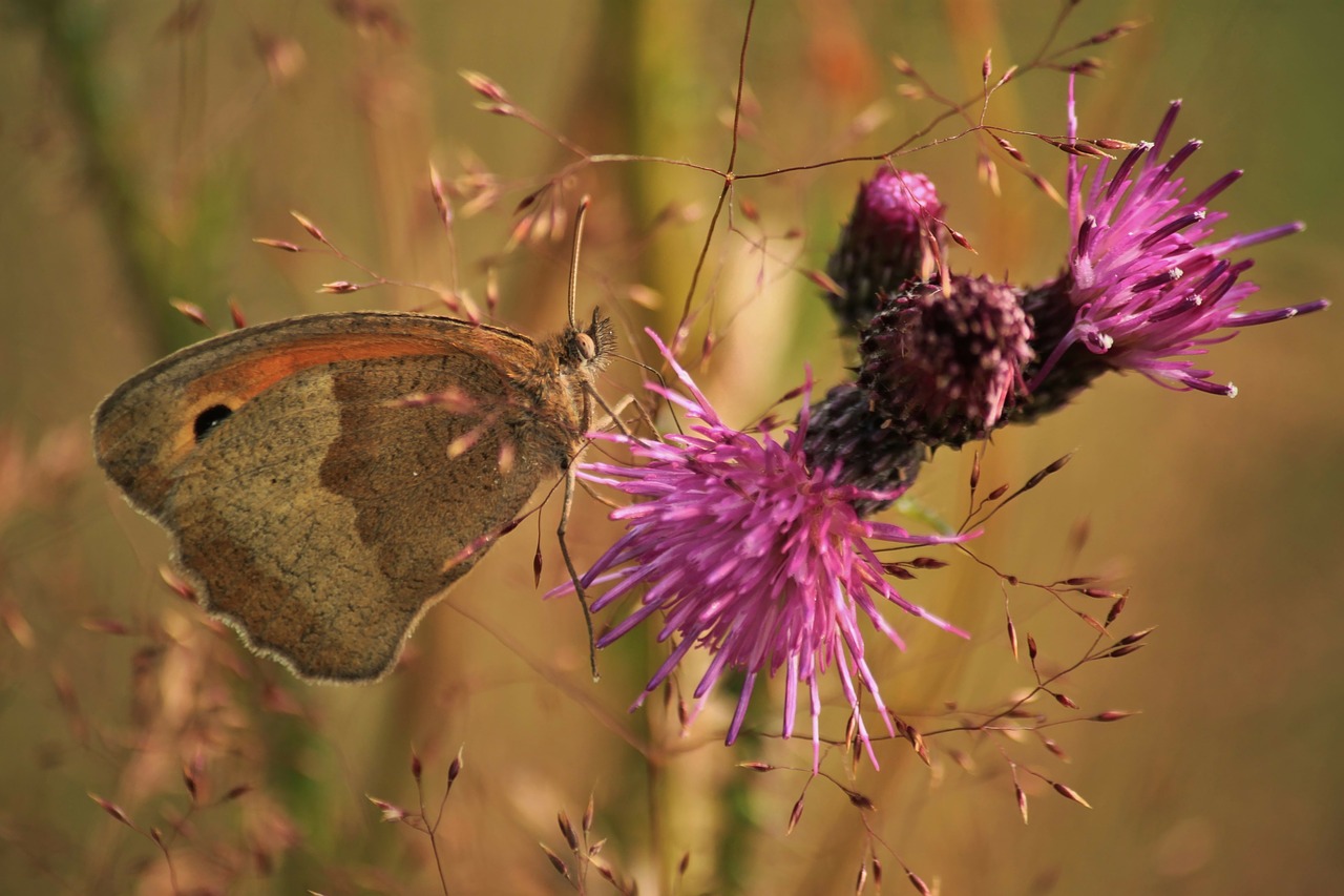 butterfly animal insect free photo