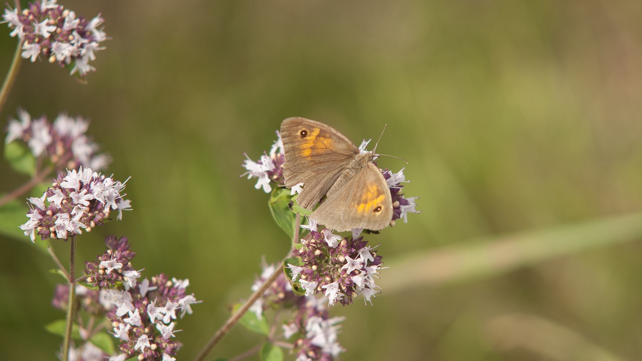 butterfly flower nature free photo