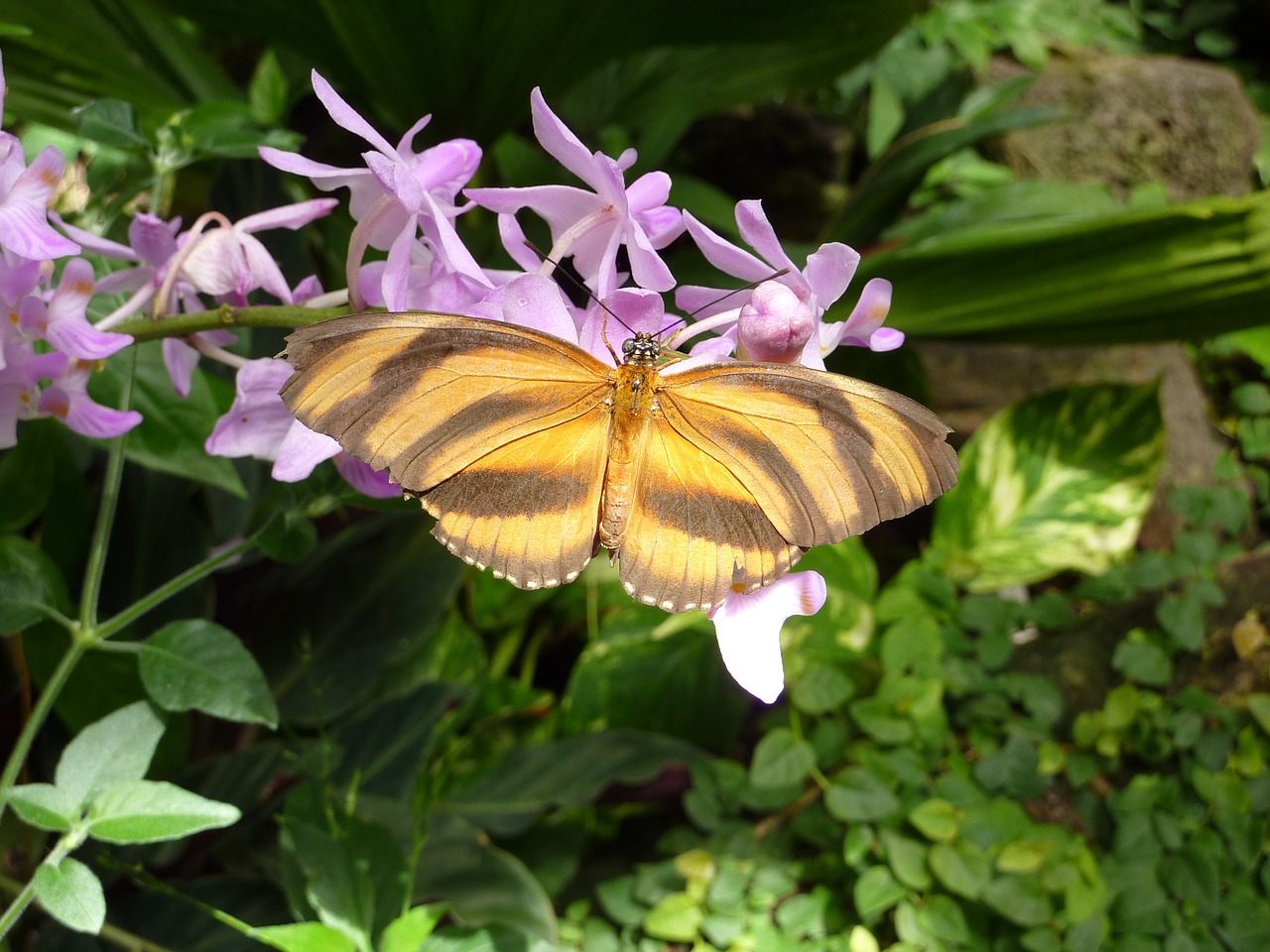 butterfly insect free pictures free photo