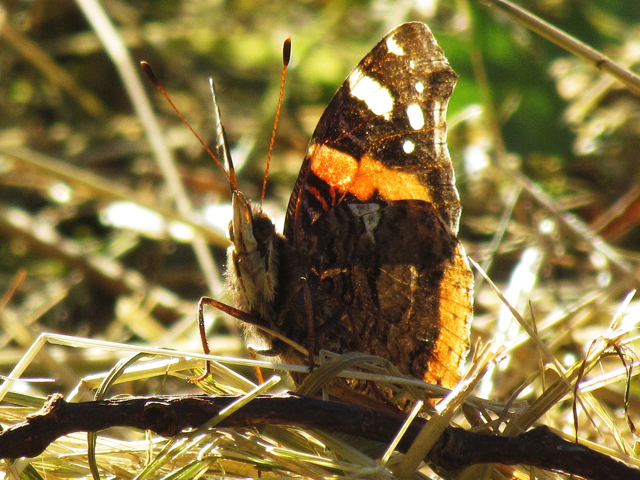 butterfly insect nature free photo