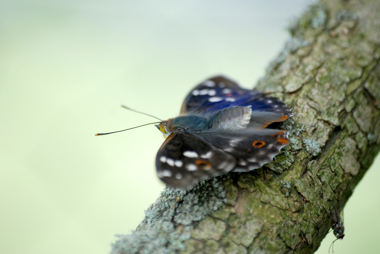 butterfly tree branch free photo
